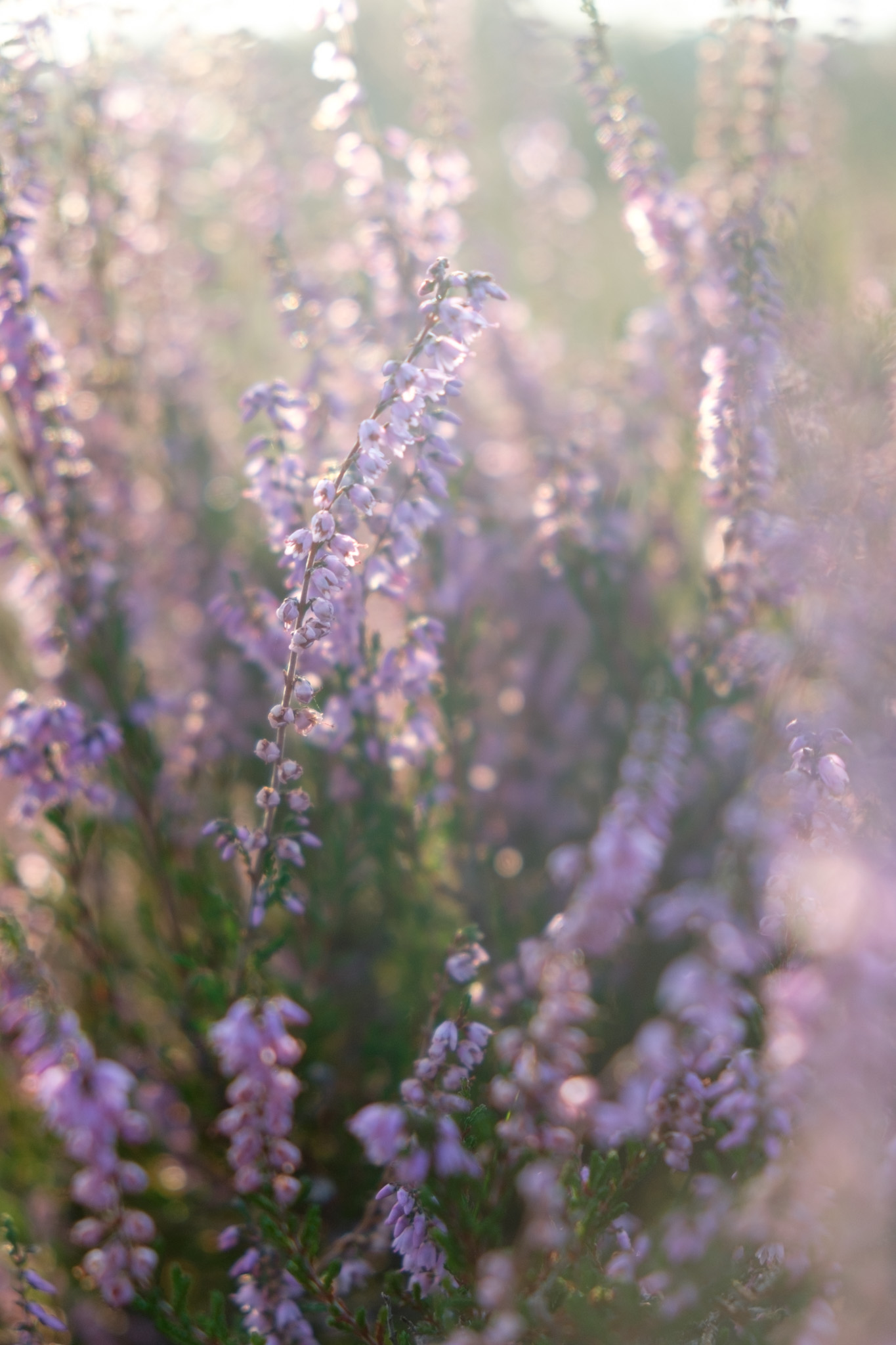 Bloeiende heide in close-up met tegenlicht