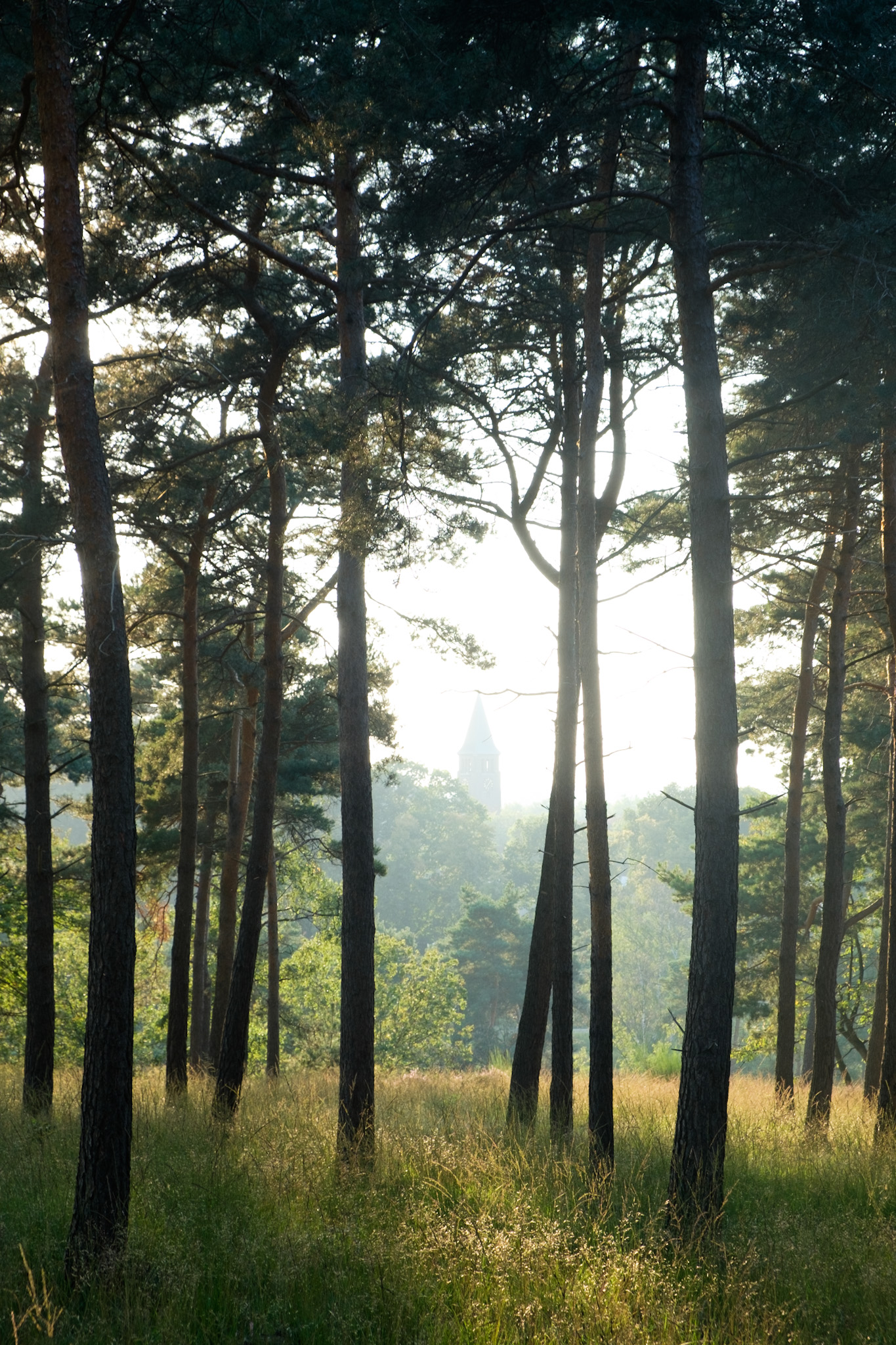 Naaldbos in avondzon