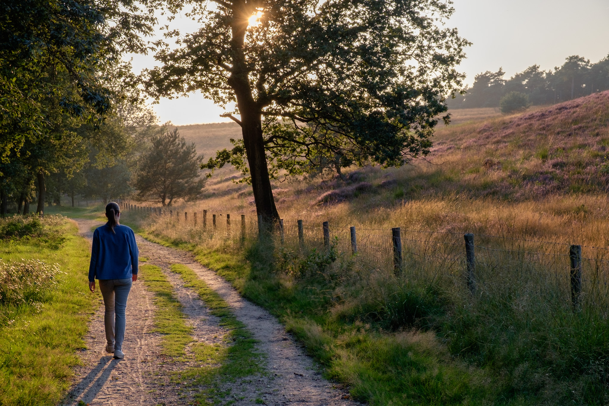 Wandelend langs de bloeiende heide op de mookerschans