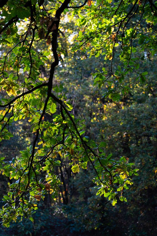 boomtak in tegenlicht