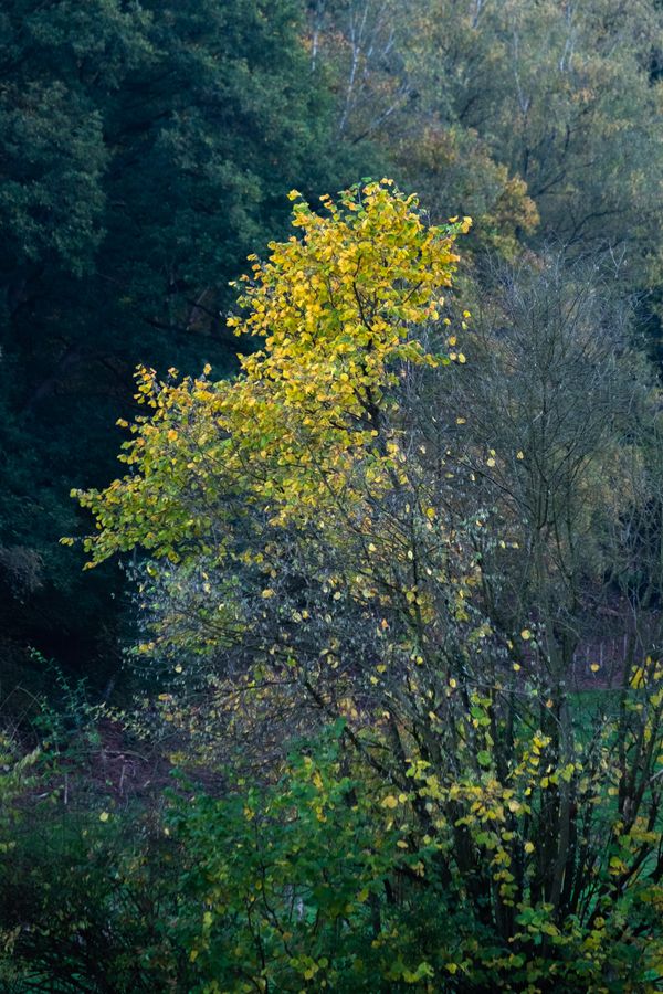helgele boom tegen donkere achtergrond