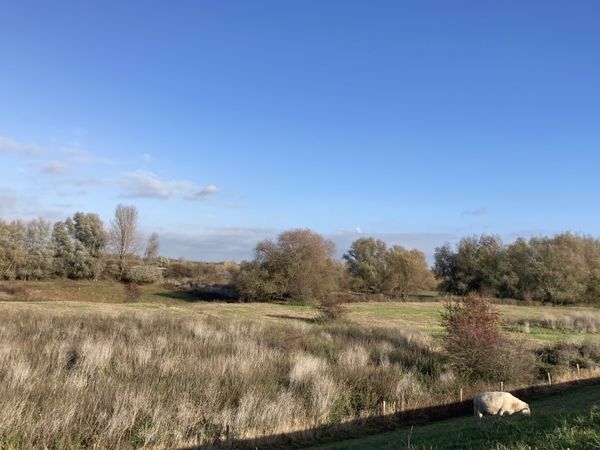 een schaap graast op de dijk
