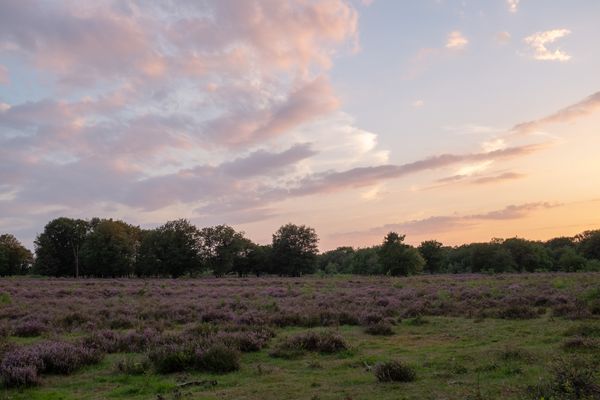 Heideveld in bloei, in de avond