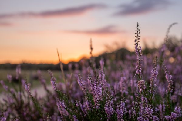 Close-up van bloeiende heide, tegen een oranjeblauwe lucht met roze wolken