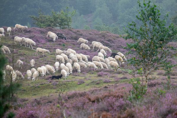 Een kudde schapen loopt over de heide, twee donkere schapen vallen op, op de voorgrond rent een herdershond