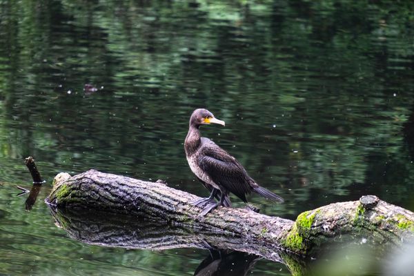 Een aalscholver zit op een omgevallen boom in het water, en kijkt richting fotograaf
