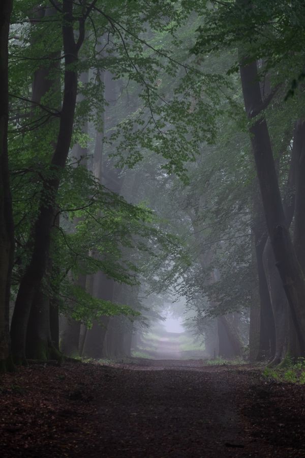 Een mistige weg door het bos, bomen hangen er overheen