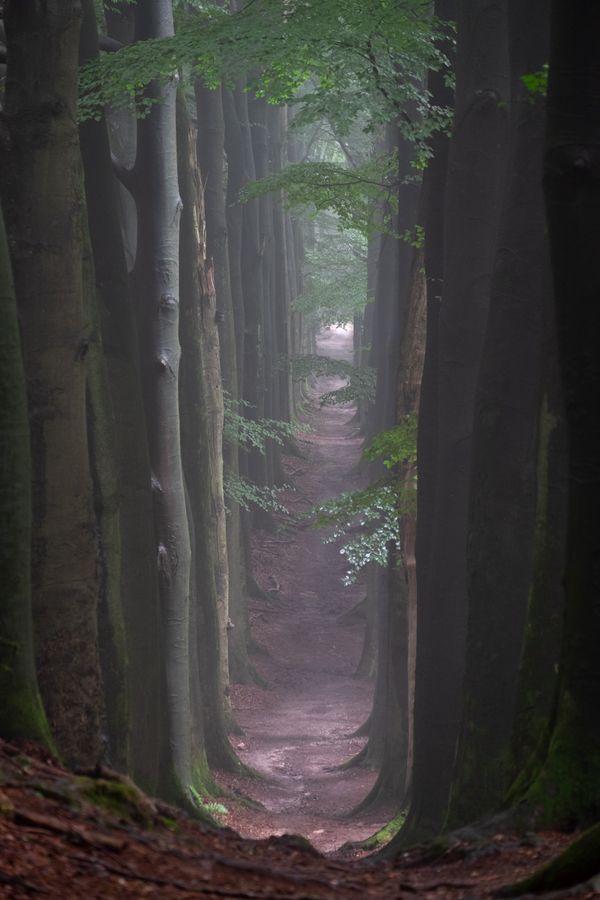 Een smal pad in het bos loopt omlaag, twee bomenrijen ommuren het pad