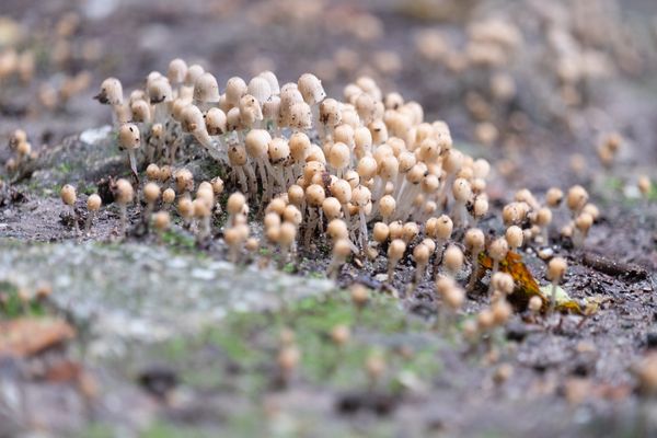 Enkele tientallen zwerminktzwam-paddestoelen, in het bos