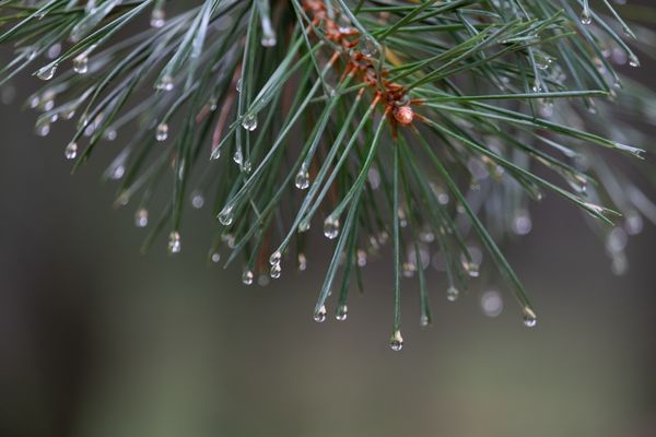 Dauwdruppels hangen aan de naalden van een boom, tegen een onscherpe achtergrond