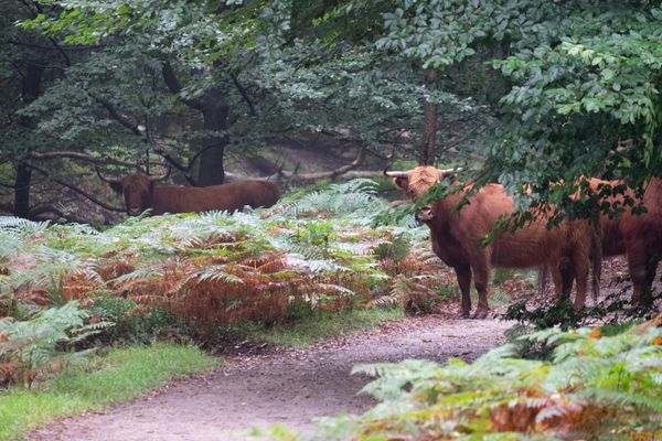Drie schotse hooglanders in het bos, tussen de varens, kijkend richting de camera