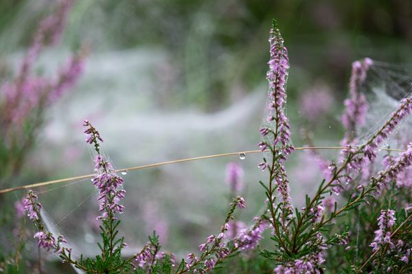 Sprieten bloeiende heide, bedekt met spinrag, met dauwdruppels erop