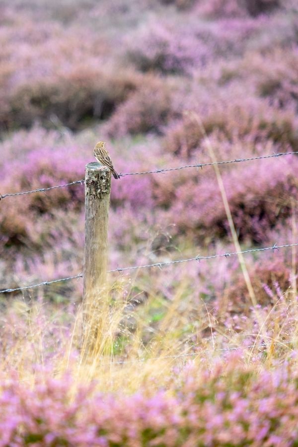 Een boompieper (of graspieper) zit op een paaltje, op de voor- en achtergrond bloeiende heide, diagonaal door beeld lopen twee prikkeldraad-lijnen