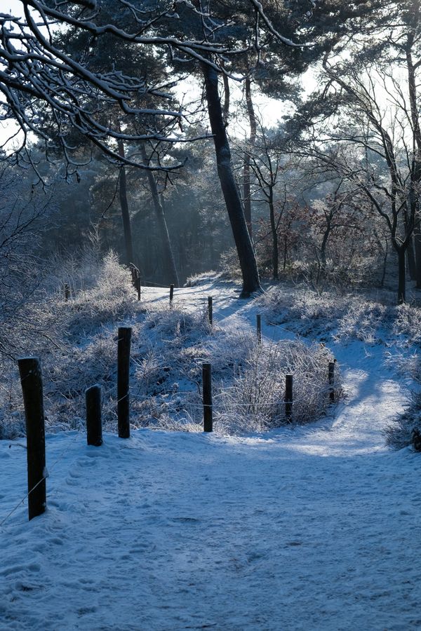 Een enkele boom tegen een blauwe lucht, met op de achtergrond een witbesneeuwd ven, met daarachter bos