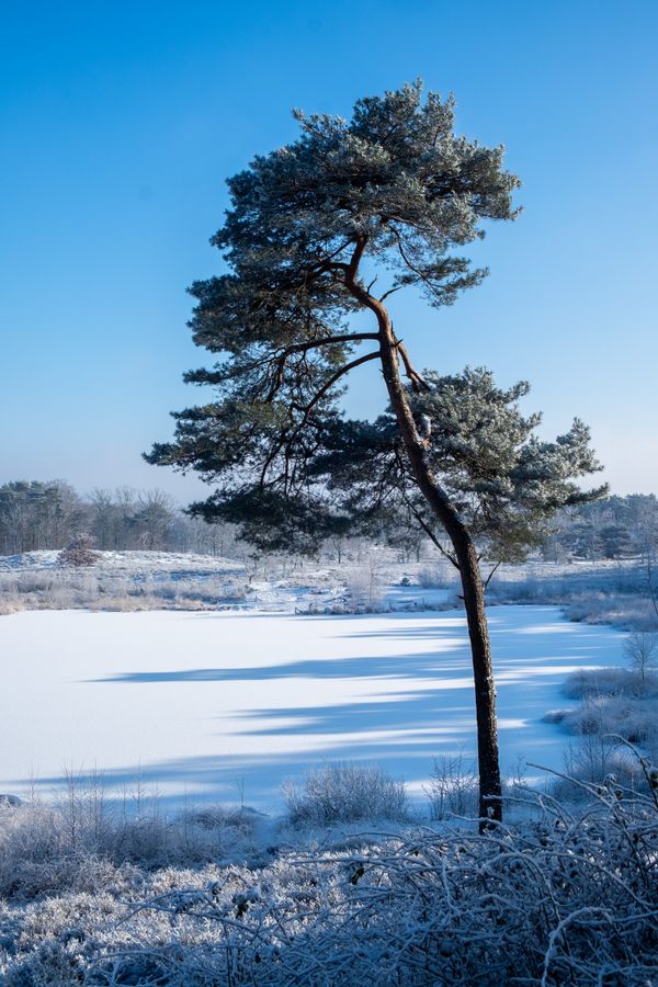 Een besneeuwd pad, links staan paaltjes, het pad loopt naar beneden en dan naar links weg. Een deel van het pad valt in het licht, op de achtergrond is bos