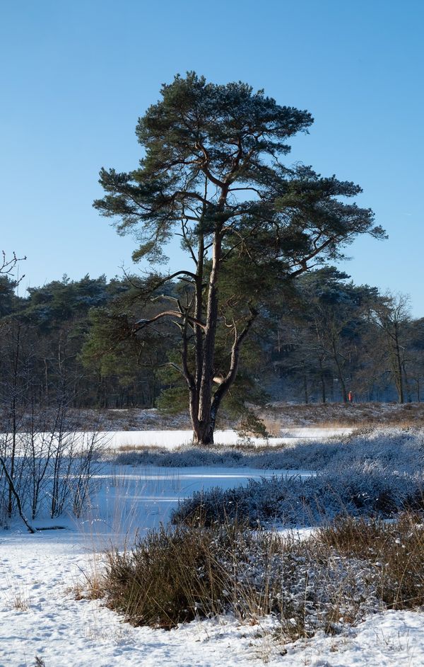 Een enkele boom, aan de schaduwzijde nog besneeuwd, staat in een ven. Op de voorgrond kleine boompjes en gras