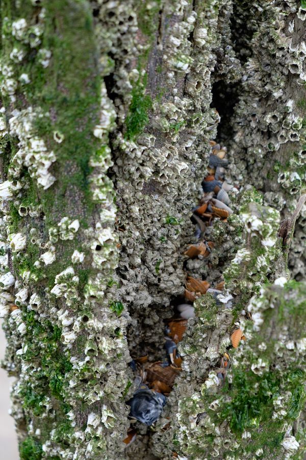 Een paal vol schelpen