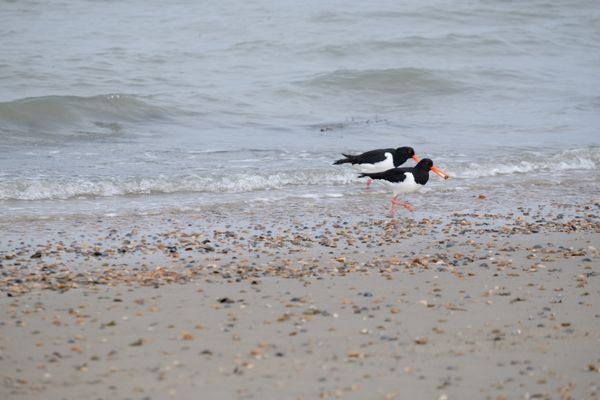 Twee scholeksters op het strand, één met een schelp in de snavel